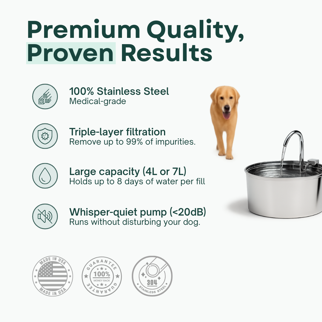 The Filtered Dog Fountain