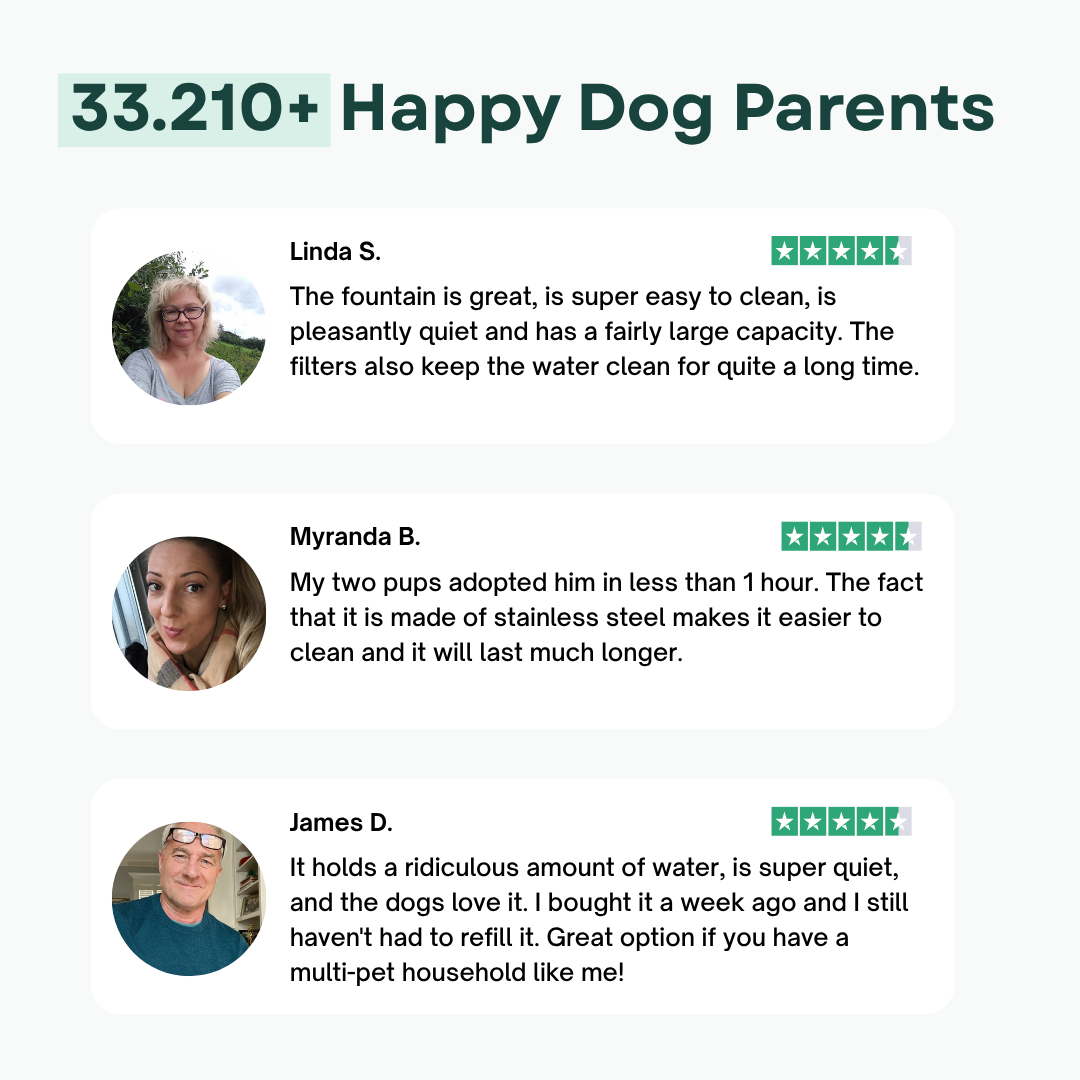 The Filtered Dog Fountain