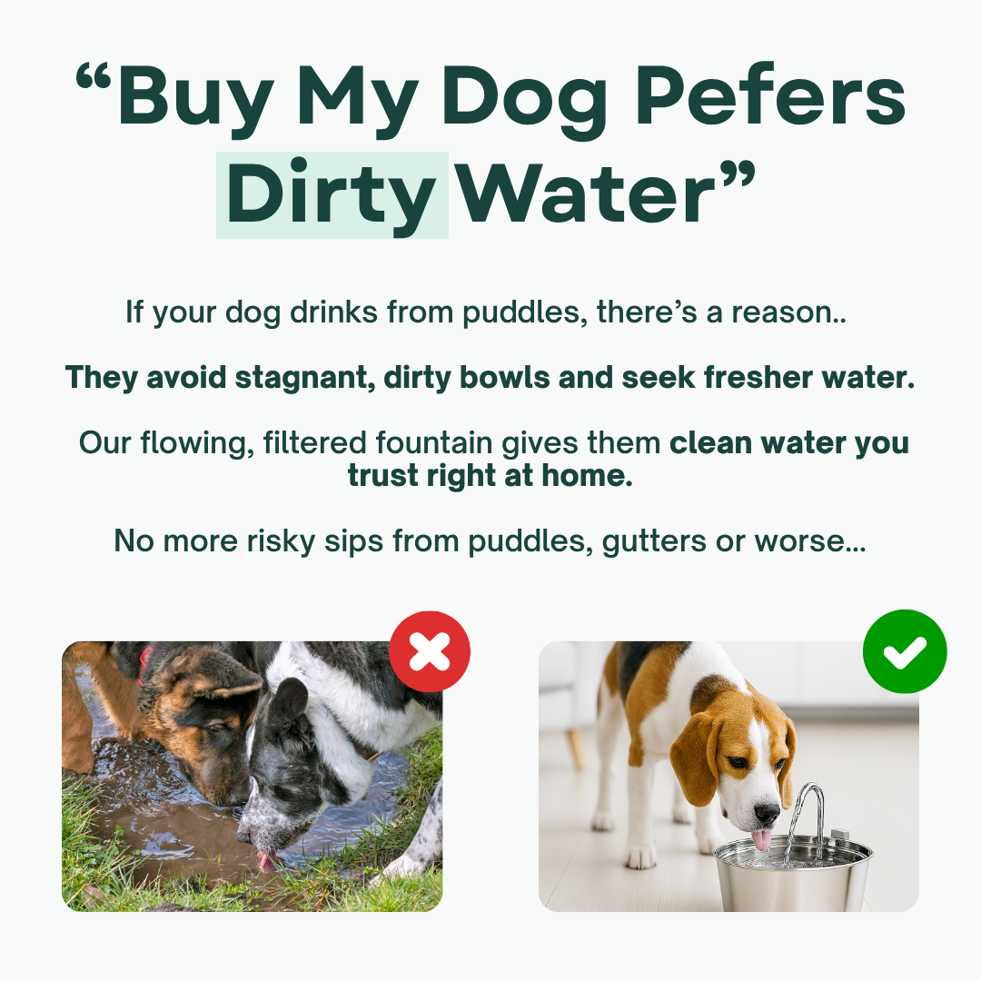 The Filtered Dog Fountain